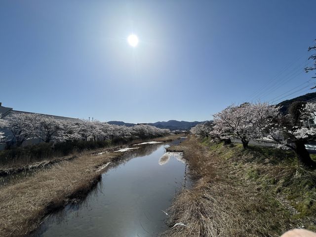 桜並木_湖泉閣 養生館