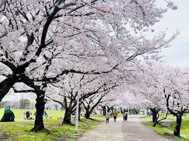 ジョギングをしつつ桜を楽しめます。_埼玉県県民健康福祉村