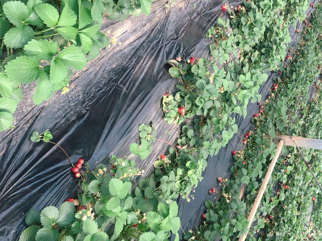 足場も汚いです_紅果園