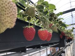 おさぜん農園の写真1