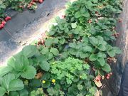 めめさんの紅果園の投稿写真1