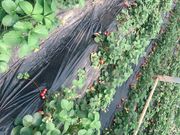 めめさんの紅果園の投稿写真3