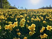 ZUNDAMさんの宮城蔵王えぼしすいせん祭りの投稿写真2