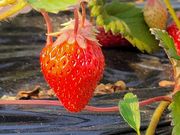 haru0304さんのヨコタ農園の投稿写真1