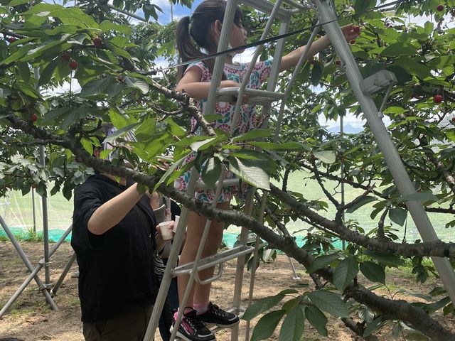 小学校低学年の子も脚立を使ってさくらんぼを採っていました。_月夜野まるかチェリー園