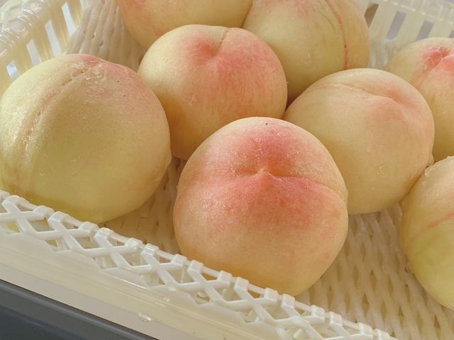 やっぱり美味しかったです!!
試食の白桃です!!
_桃茂実苑観光農園