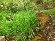 あきぼうさんの玉原湿原遊歩道の投稿写真5