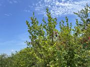 ぷくさんのファームFUMIの投稿写真3