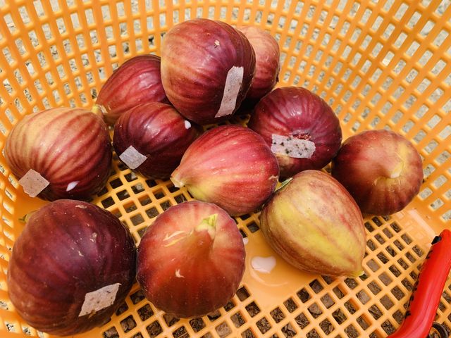 収穫したよ_株式会社マイファーム 福岡