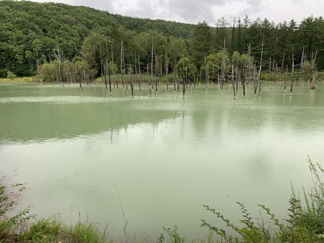 白金青い池は先日の大雨の影響で?山葵色になっており、ある意味レアでした(汗)_わんわんタクシー