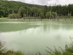 わんわんタクシーの写真1