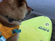 まめをさんのSADO_SUPの投稿写真2