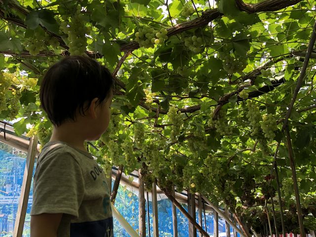 ☆ぶどうがぎっしりの天井☆_横政農園(柏原市観光ぶどうセンター横尾支部)