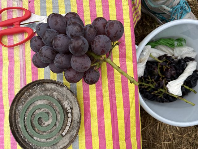 道の駅で1房850円でした。_世羅向井農園