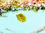 こがねさんの伊豆ダイビングスクール あくあぽんての投稿写真1