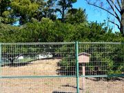 たっちゃんさんの家康公お手植のミカンの投稿写真2