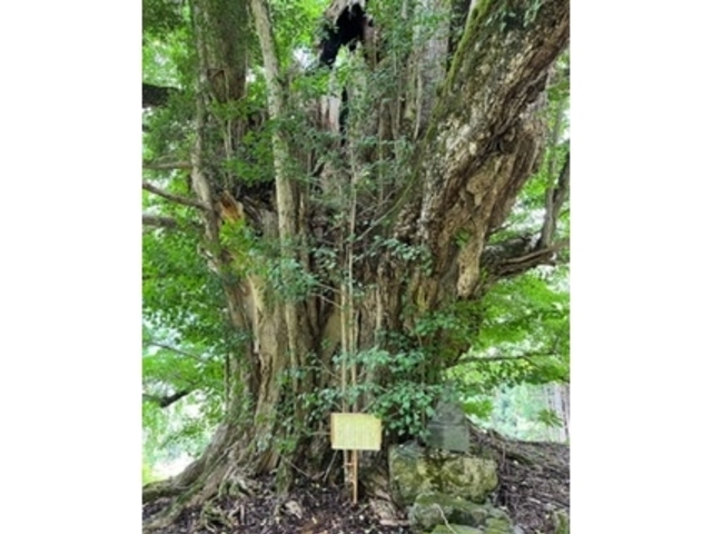 素晴らしい巨木_常瀧寺の大イチョウ