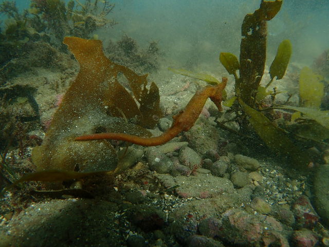 タツノオトシゴ_DiveToday