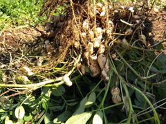 まっくろトトロさんの新井梨園への投稿写真1