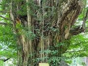 由里ちゃんさんの常瀧寺の大イチョウの投稿写真1