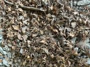 由里ちゃんさんの常瀧寺の大イチョウの投稿写真2