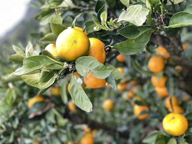 11月上旬_福田みかん園