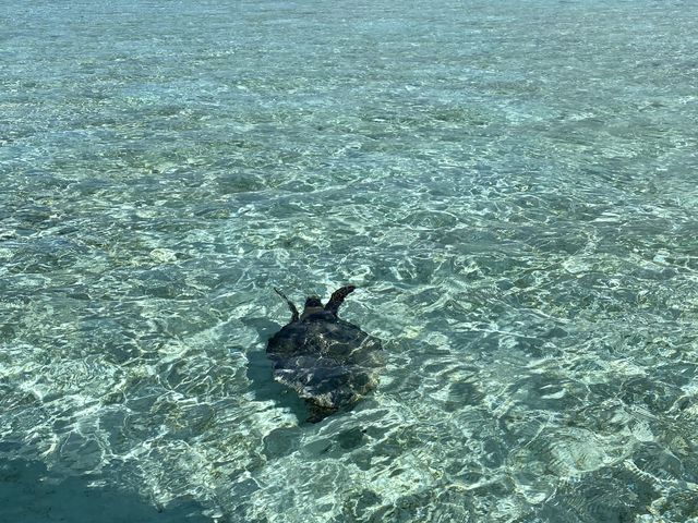 ウミガメに遭遇_ヨロン島ビーチボーイクラブ
