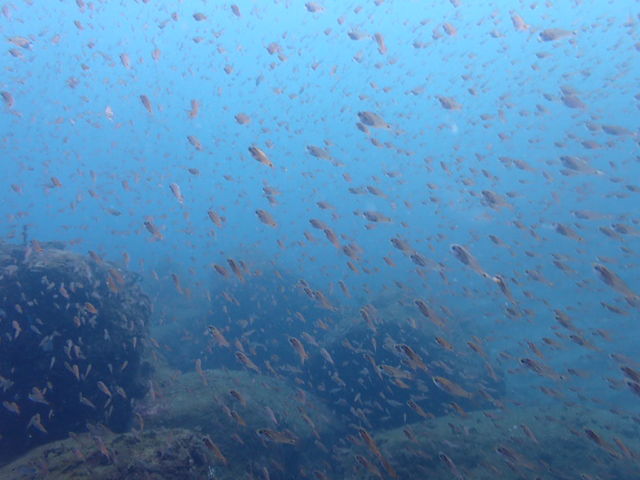 この時期、透明度や見れる魚の群れが多くて大好き!_マリンズプロ