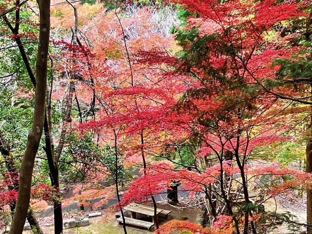 散策路から公園広場を見下ろした風景。_石山観音公園