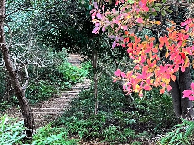 樹木のトンネルをくぐるような散策路。_石山観音公園