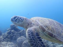 シュウさんのサマードリーム石垣島への投稿写真1