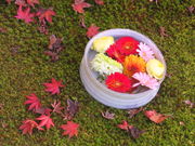 ニコちゃんさんの勝林寺の投稿写真5