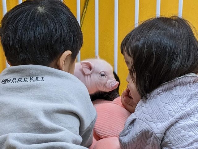ブタの赤ちゃんとの触れ合い_ディッパーズ アドベンチャー クラブ