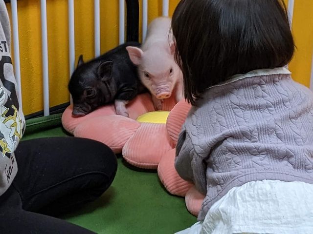 ブタカフェ_ディッパーズ アドベンチャー クラブ