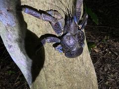 きりんさんの宮古島マリン SUGAR3への投稿写真1