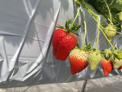 かさんの苺屋たくみ(ICHIGOYA TAKUMI)への投稿写真1