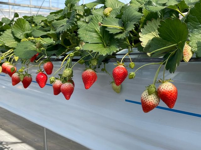 水耕栽培で清潔で食べやすいです。_保谷農園