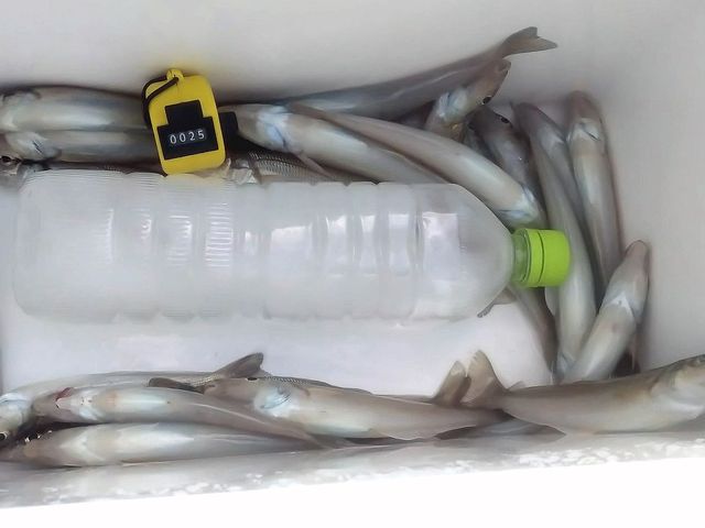 竿頭60尾なので、まずまずかと。_釣船進丸