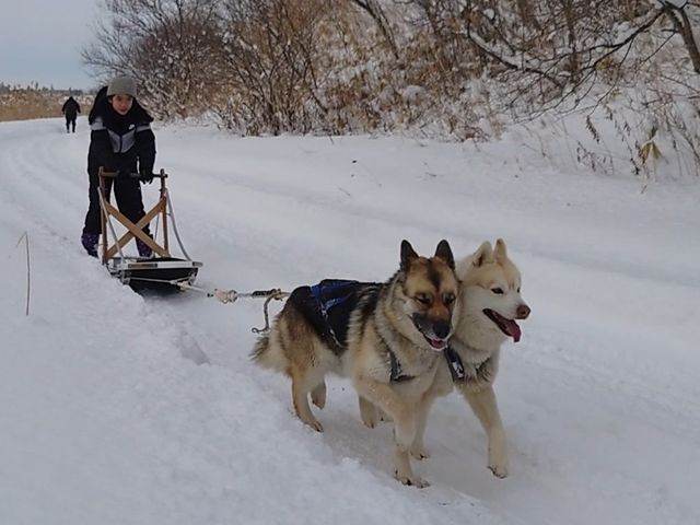 自転車ぐらいのスピード_追分犬ぞりクラブ ハスキー&シェパード