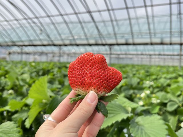 結構大きいです!_堤農園