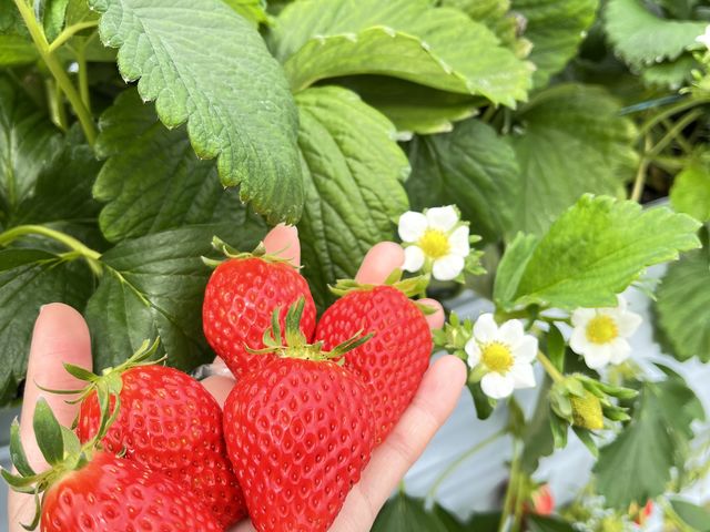 沢山食べました!_堤農園