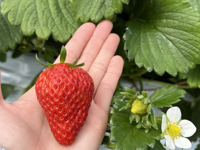 手のひらサイズ!_堤農園