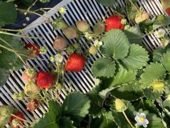 慎太郎さんのうるう農園への投稿写真1