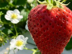 だんごさんの花立山ファームへの投稿写真1