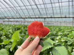 ふうちゃんさんの堤農園への投稿写真1