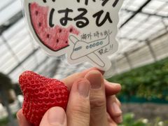 ゆうゆう農場の写真1