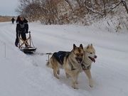 タッピョンさんの追分犬ぞりクラブ ハスキー&シェパードの投稿写真1