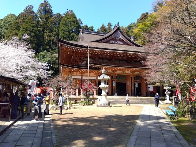 満開の桜と辯天堂_竹生島宝厳寺弁才天堂