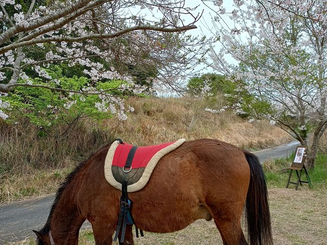 木曽馬アンディ。花より団子(草)_ファームリゾート御宿