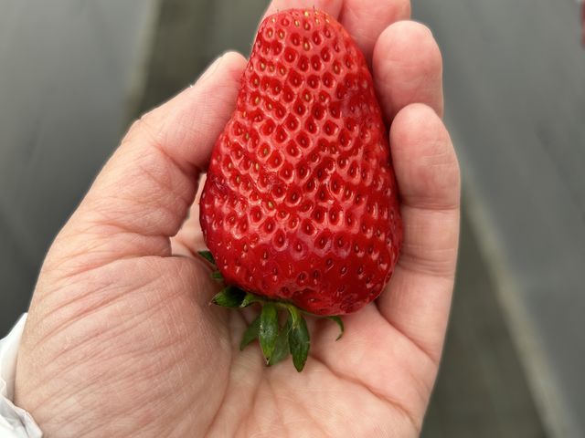 大きなイチゴ_津田農園